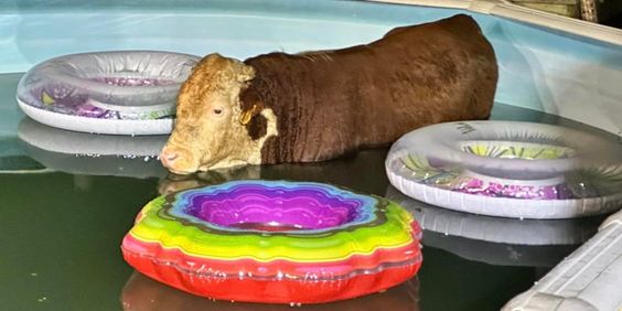 Cow inside of a swimming pool in Parkers Mill Kentucky