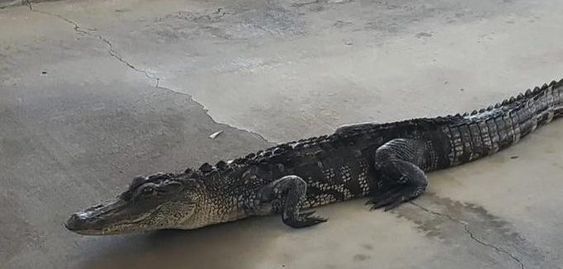 Alligator visiting a drive through in Lake Mary Florida last week.