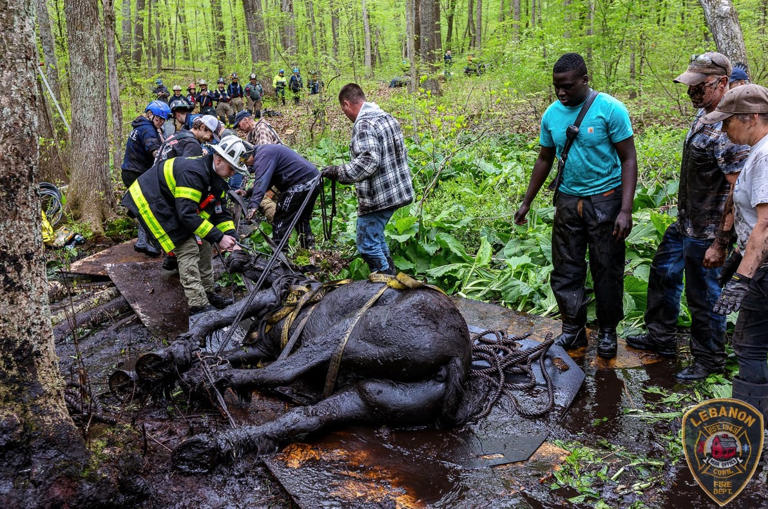 Volunteer firefighters rescue two horses stuck in mud in Connecticut Volunteer firefighters rescue two horses stuck in mud in Connecticut