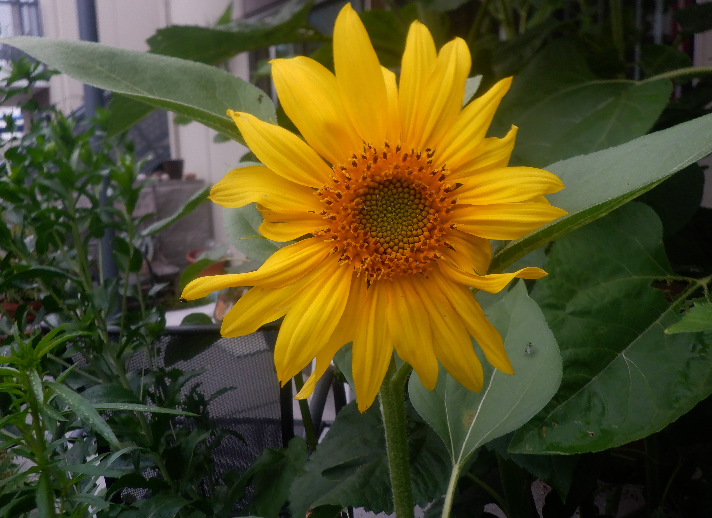 Photo taken by me 6-18-23