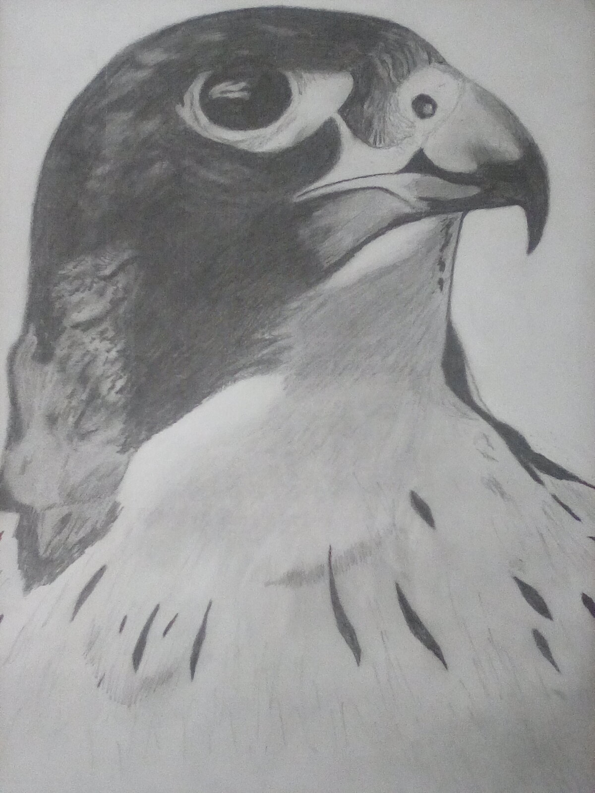 The finished drawing of the falcon. 
