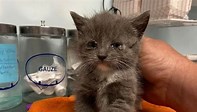 Kitten named Stormy rescued in New Jersey from a storm drain