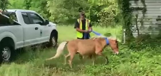 Two mini horses captured by city employees in North Carolina last week.