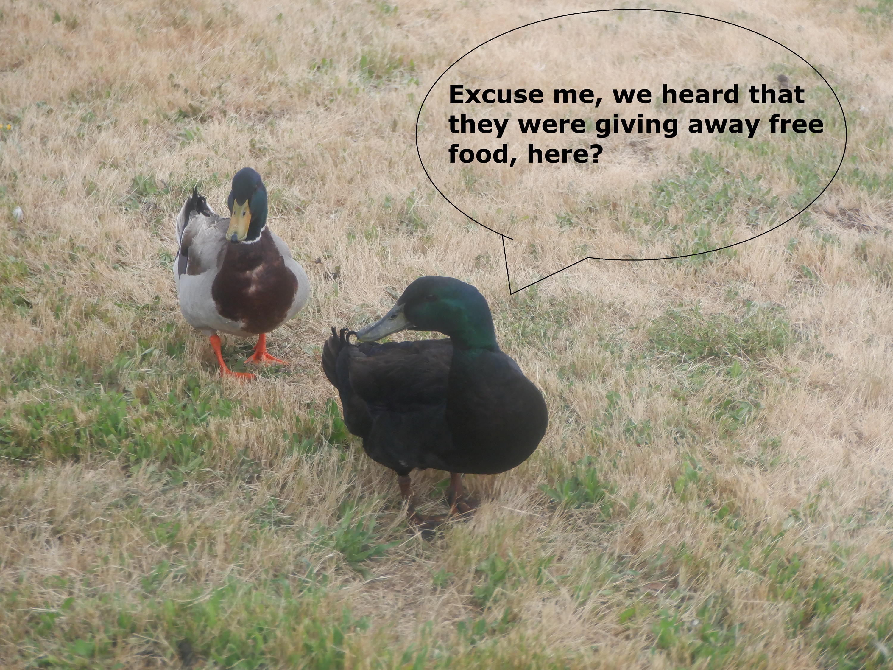 Photo I took of ducks at the park where the Food distribution is
