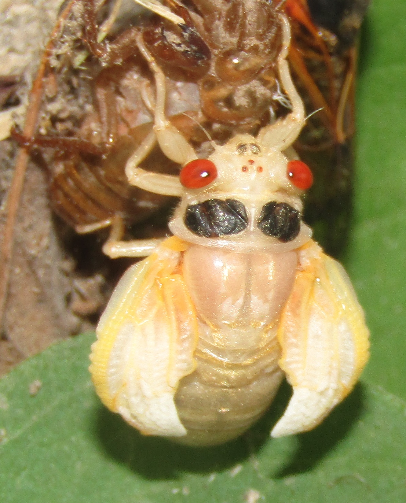 13-year cicada immediately after emerging from shell