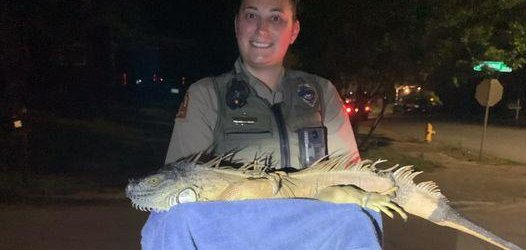 Animal control officer in Raliegh North Carolina with an iguana  