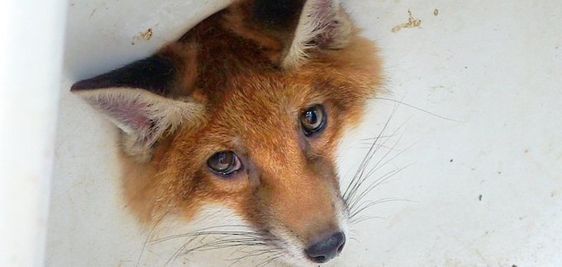 A small fox gets rescued in Great Britain after getting stuck in a drain hole. A small fox gets rescued in Great Britain after getting stuck in a drain hole.