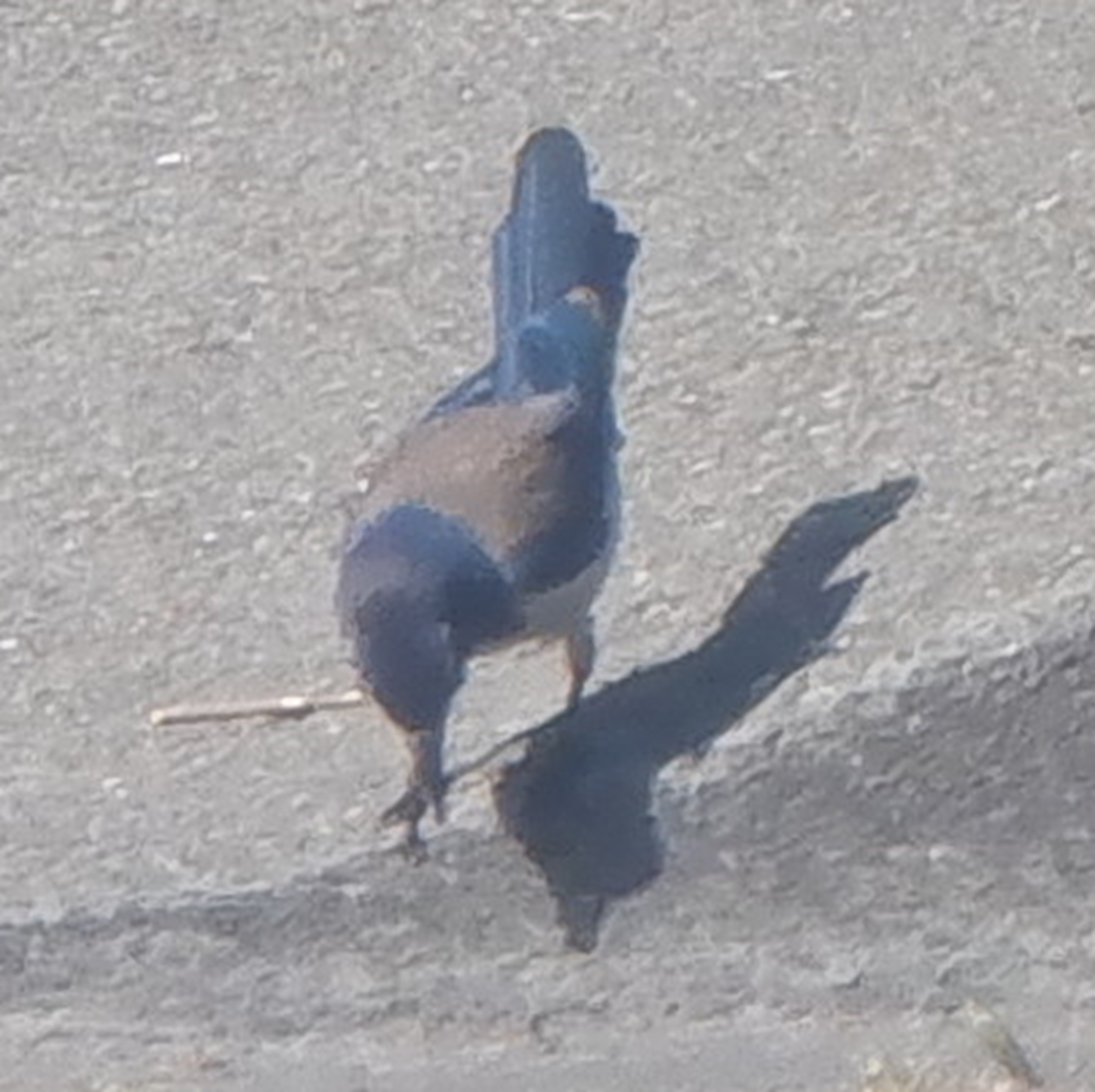 Photo I took of a blue jay 5-20-24 Photo I took of a blue jay 5-20-24