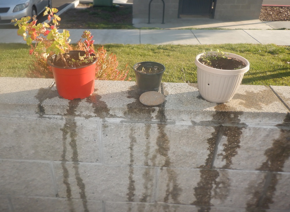 Photo I took of plants on the patio wall
