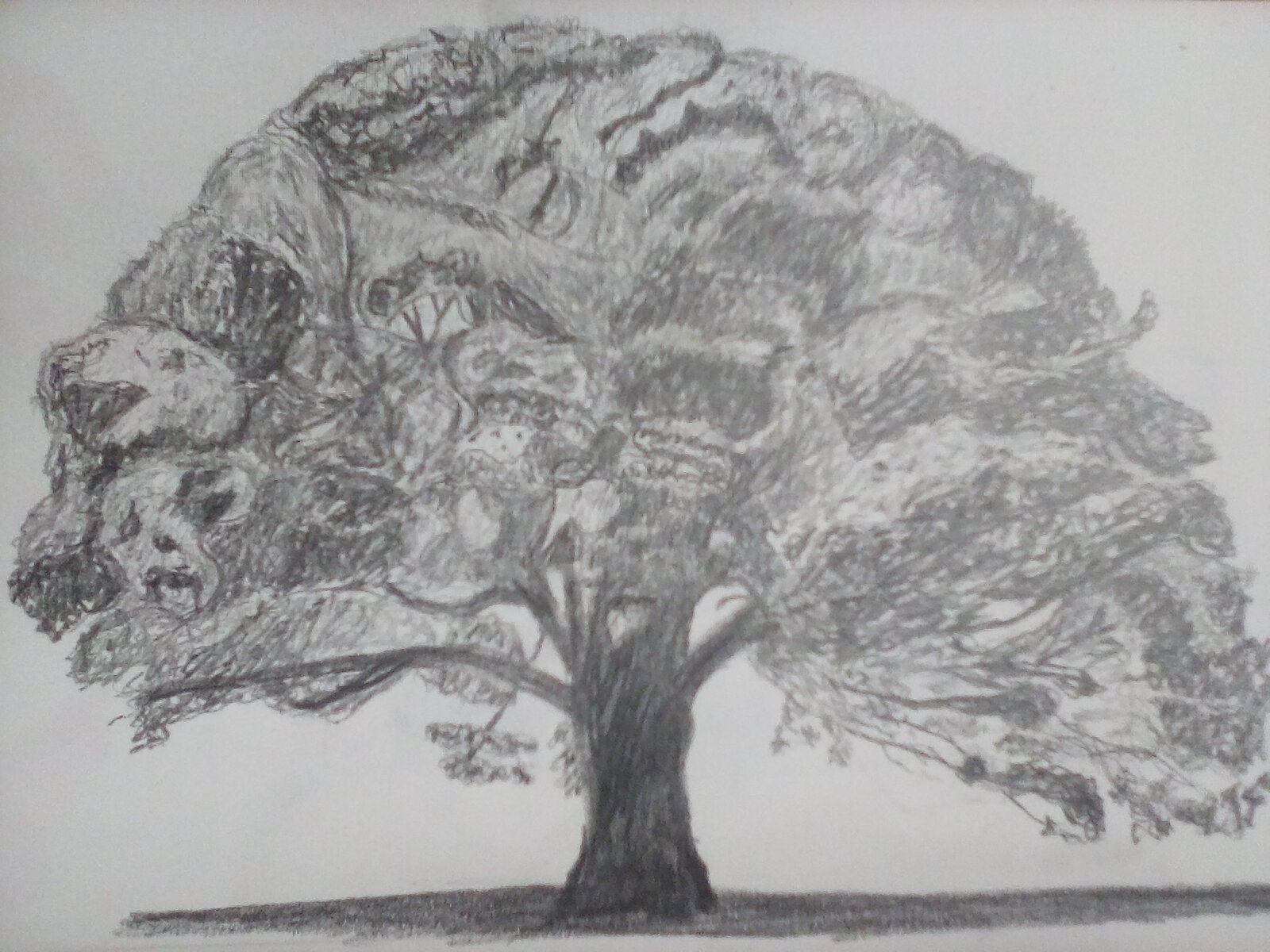 My drawing of a tree. My drawing of a tree.