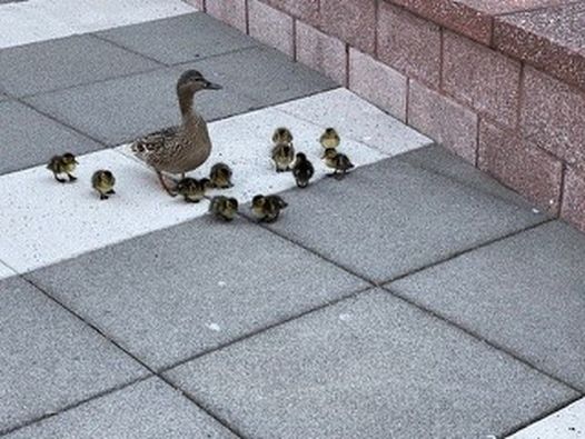 Ducklings and their mom rescued in a plaza in Stamford Connecticut   