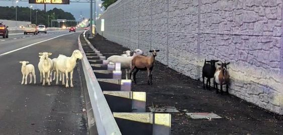 Sheep and goats on Interstate 64 in Virginia.