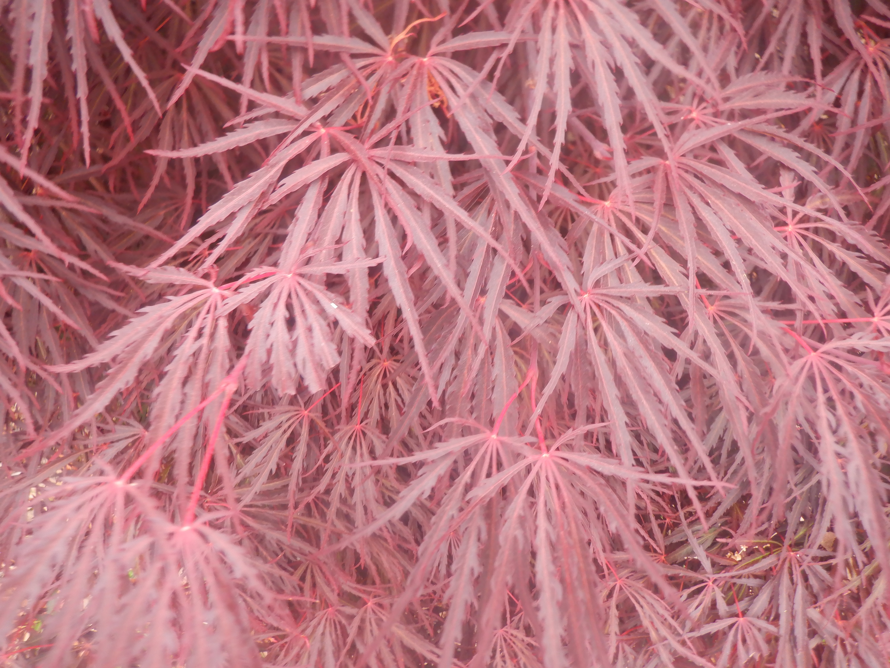 Photo I took on my morning walk today Photo I took on my morning walk today