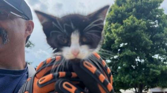 Virgnia firefighters rescue a kitten in Danville on Wednesday Virgnia firefighters rescue a kitten in Danville on Wednesday