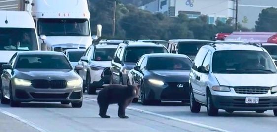 Bear blocking traffic on a highway in Santa Clarita