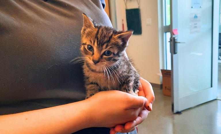 Female kitten rescued in Poughkeepsie New York on Wednesday Female kitten rescued in Poughkeepsie New York on Wednesday