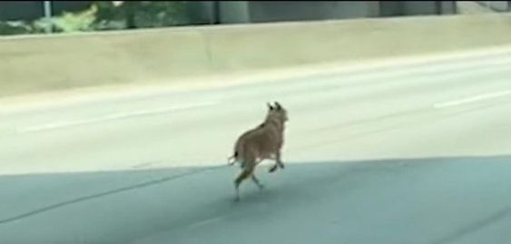 A dog running loose on the Pasadena Highway in California A dog running loose on the Pasadena Highway in California