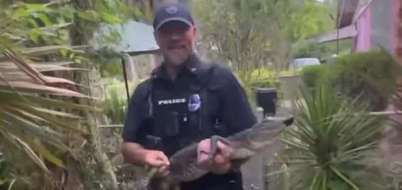 A Jacksonville County Sheriff's Office deputy with a five foot alligator A Jacksonville County Sheriff's Office deputy with a five foot alligator