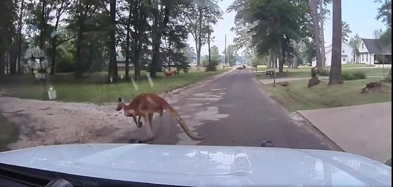 Loose kangaroo caught by police in Texas Loose kangaroo caught by police in Texas