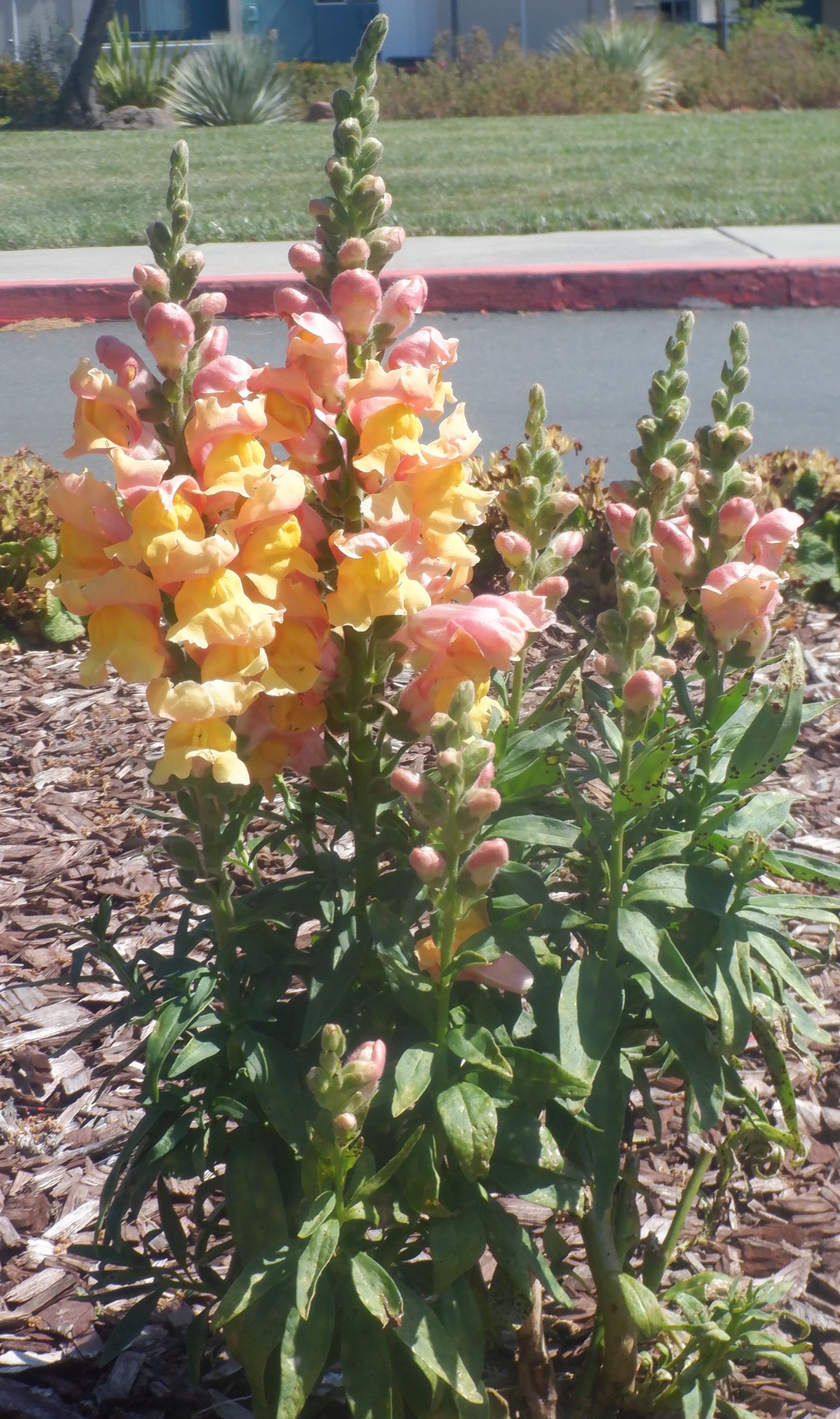 Snapdragons in front of the apartment complex Snapdragons in front of the apartment complex