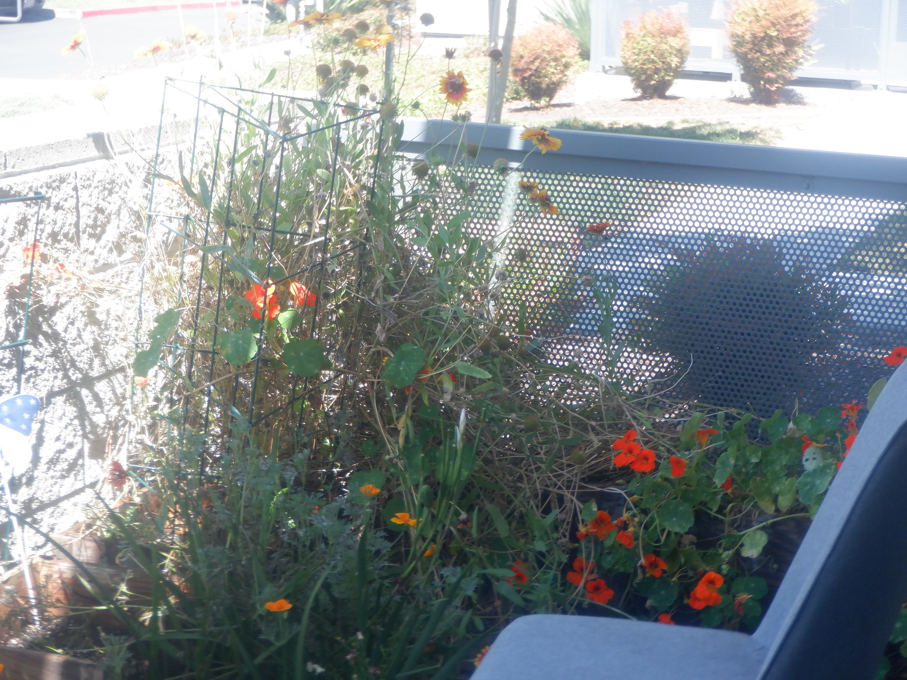 Photo I took of my tangled-up garden Photo I took of my tangled-up garden