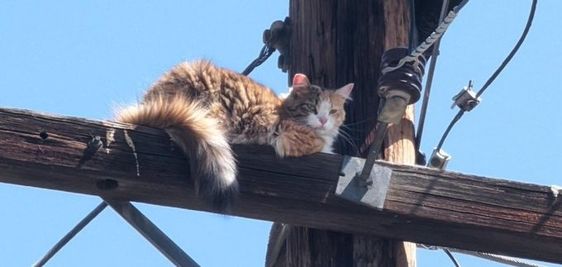 Female cat rescued in Kern County California by PG&E employees Female cat rescued in Kern County California by PG&E employees