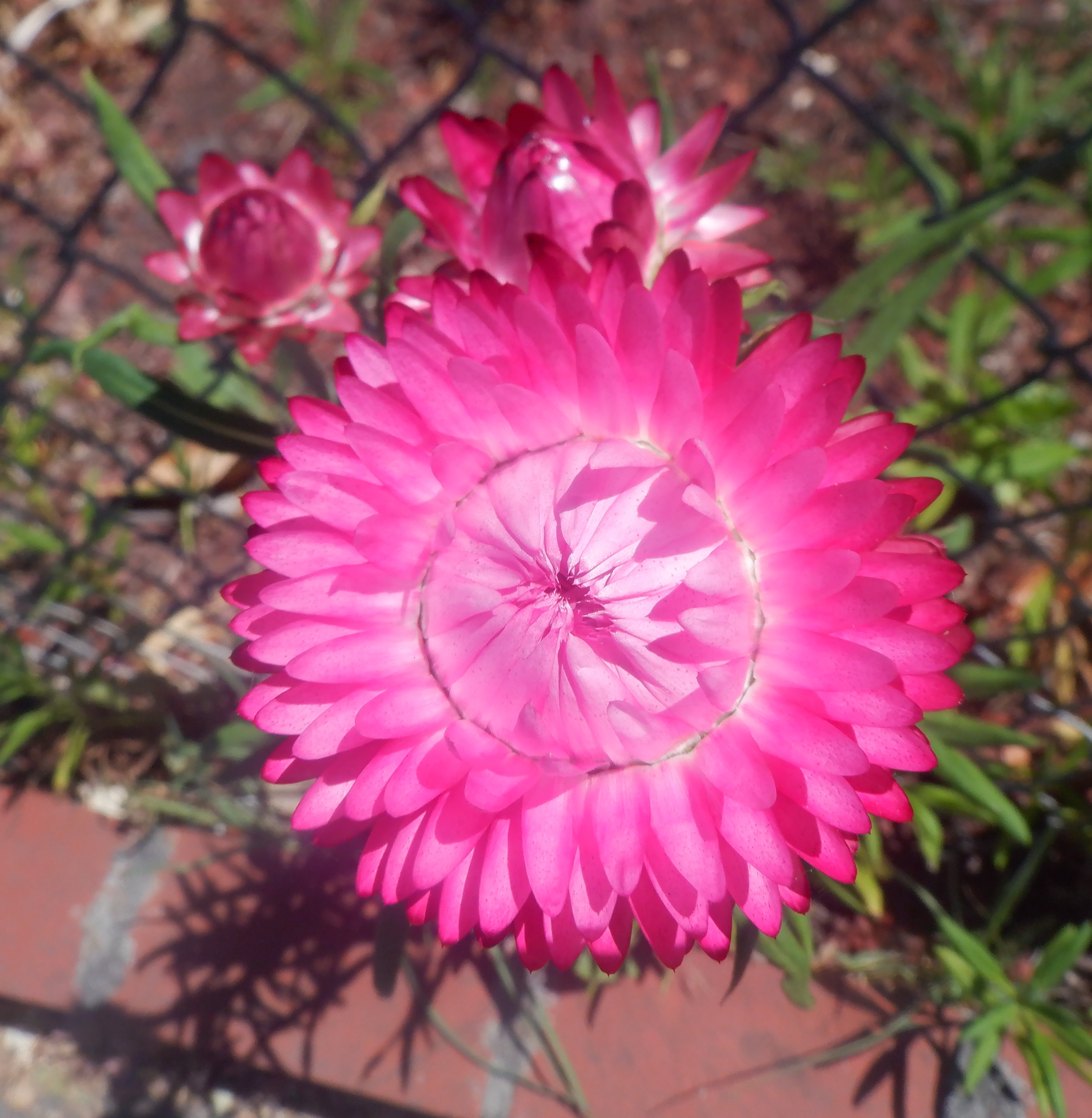 Photo I took of a paper flower on the way to the food bank Photo I took of a paper flower on the way to the food bank