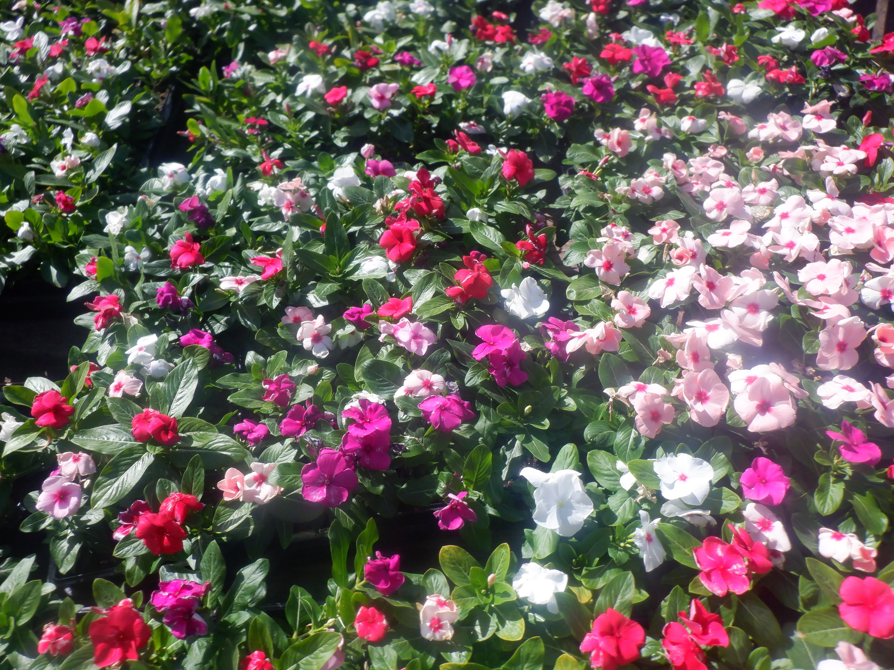 Flowers in the back of a gardener truck Flowers in the back of a gardener truck