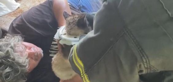 Cat rescued by firefighters in Kelso Washington Cat rescued by firefighters in Kelso Washington