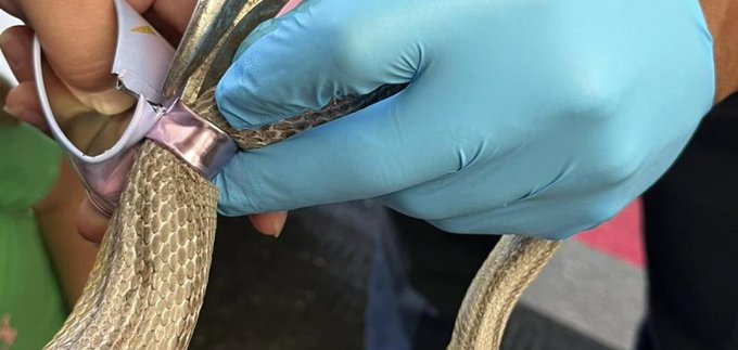 Firefighters rescue a small snake who was inside of a small teacup Firefighters rescue a small snake who was inside of a small teacup