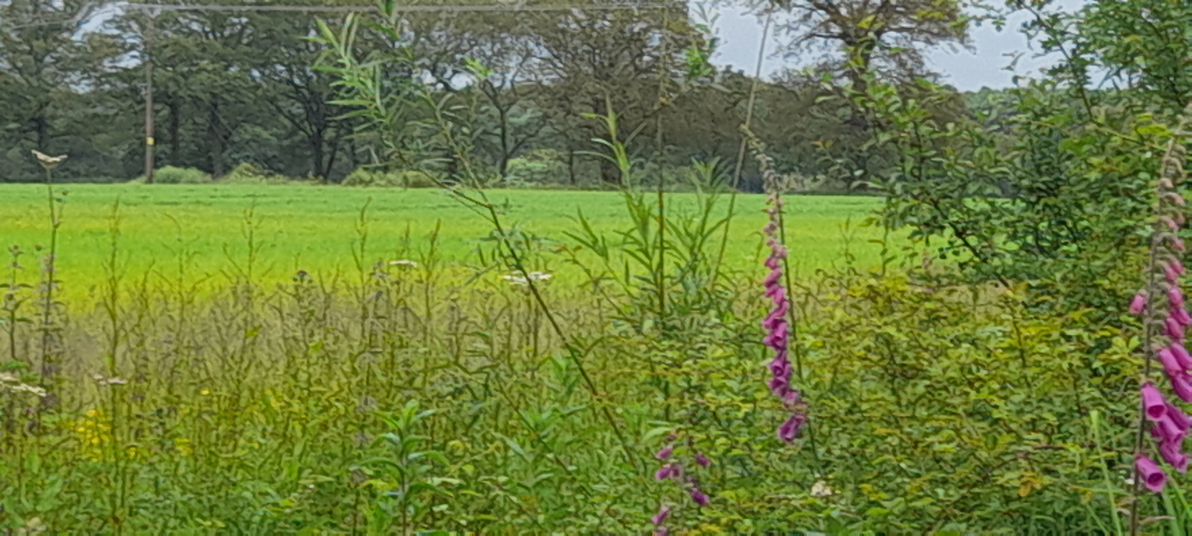 Foxgloves in a field