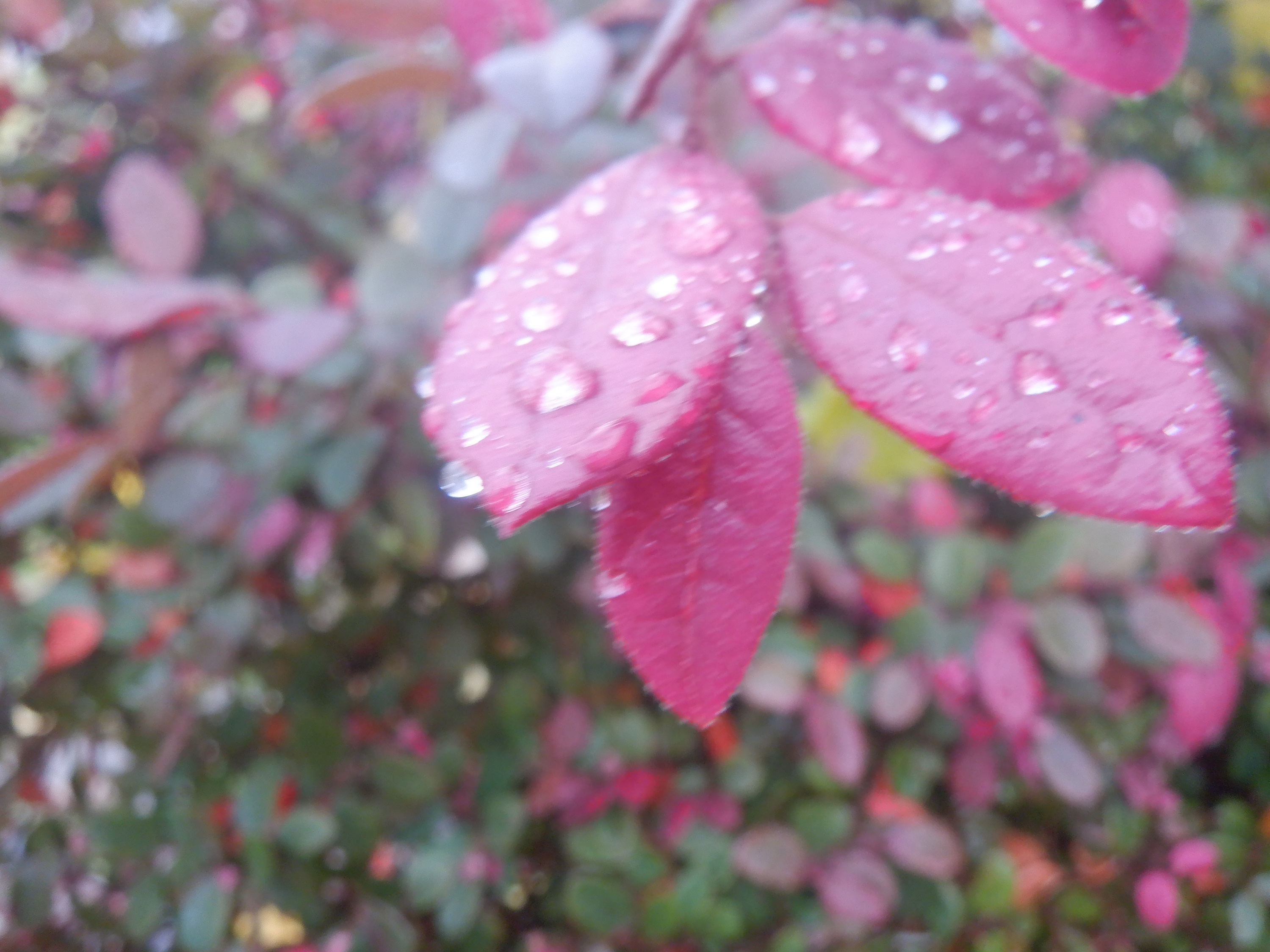 Photo taken by me 12-8-22 Photo taken by me 12-8-22