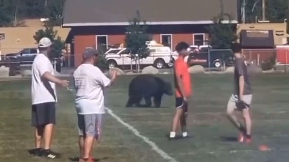 Bear walking on a high school football field in California