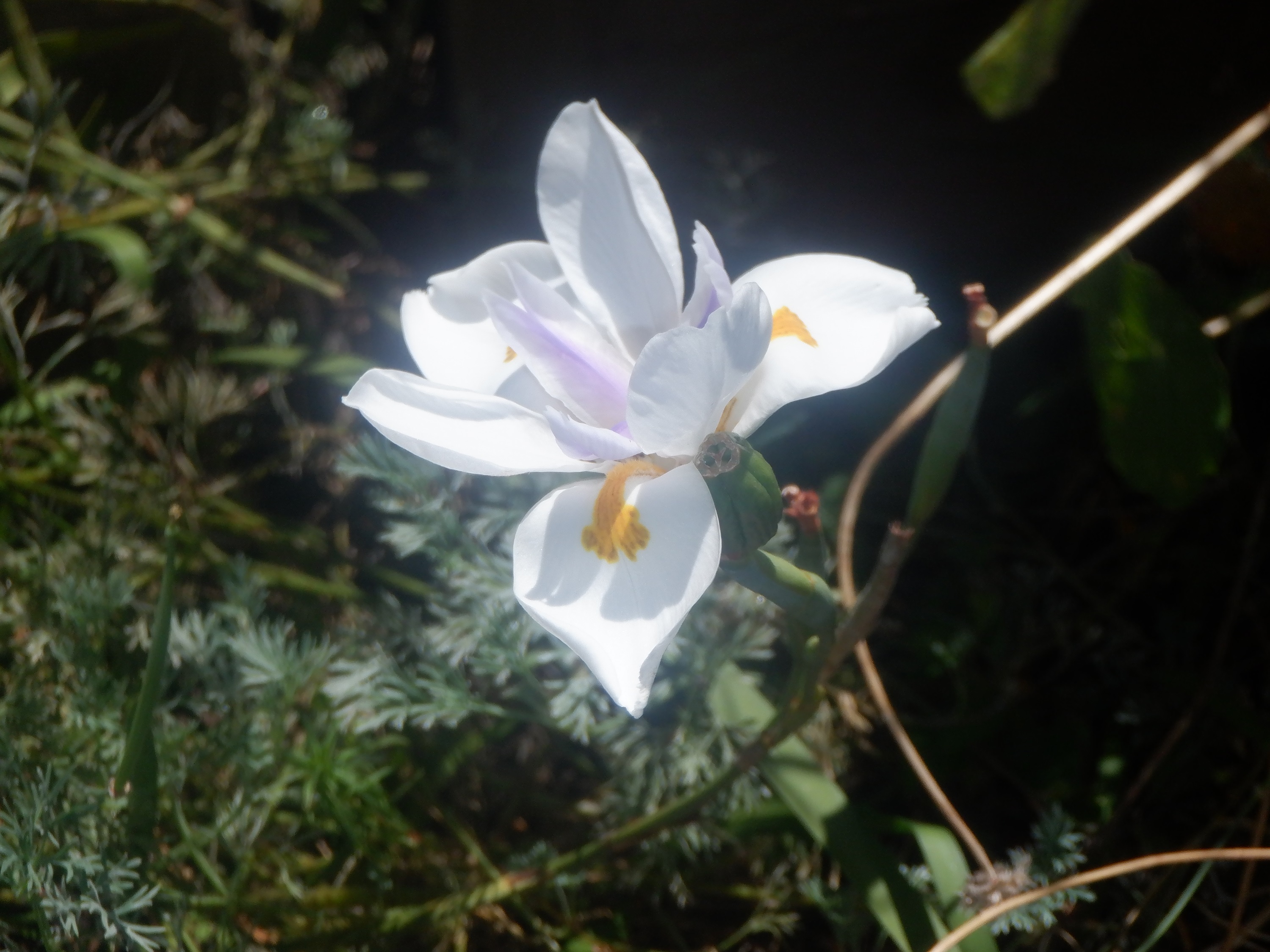 Photo I took of a flower on the patio