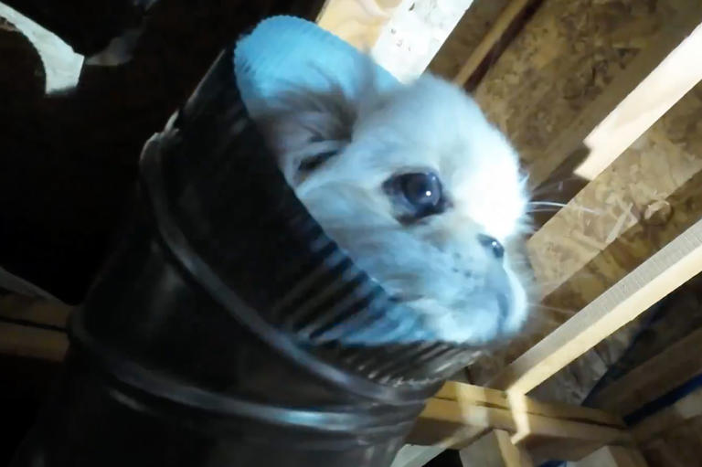 A puppy rescued by firefighters and others inside of a home in Denver A puppy rescued by firefighters and others inside of a home in Denver