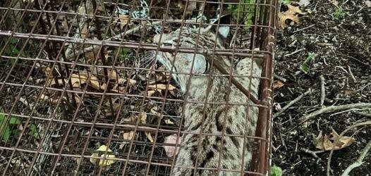 Bobcat captured in Michigan City Indiana by zoo officials Bobcat captured in Michigan City Indiana by zoo officials