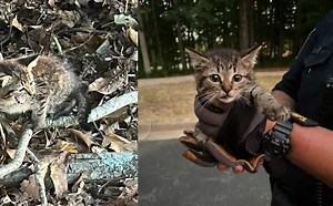 A kitten rescued by police and strangers in Virginia A kitten rescued by police and strangers in Virginia