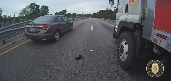 A kitten rescued by a police officer in Florida on a highway