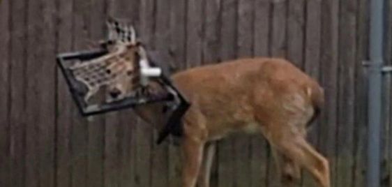 Deer rescued in New York with a mini basket on his head.