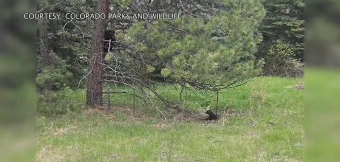 Cub rescued by animal control officers in Evergreen Colorado