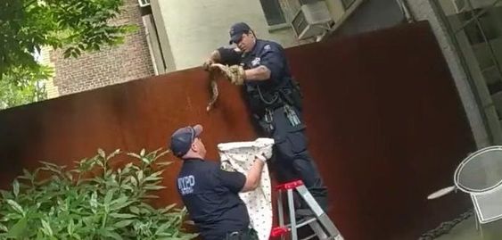 NYPD capture a snake outside of an apartment on June 5 NYPD capture a snake outside of an apartment on June 5