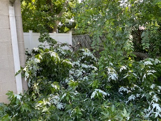 Tree in my back yard.  Photo taken by and the property of FourWalls.