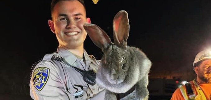 CHP officer with a huge rabbit named Bugs