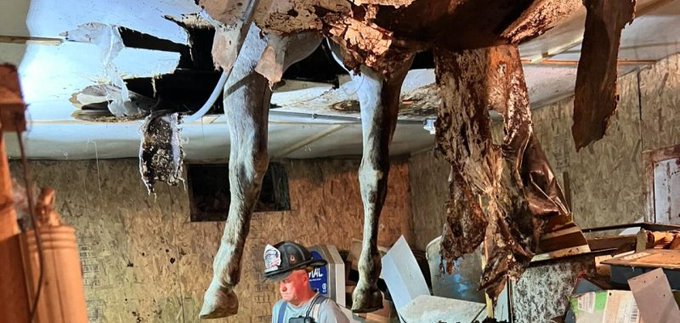 A horse rescued by firefighters and others in a farm in Massachusetts 