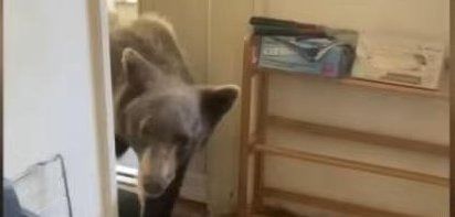 Bear entering a home in Sierra Madre California