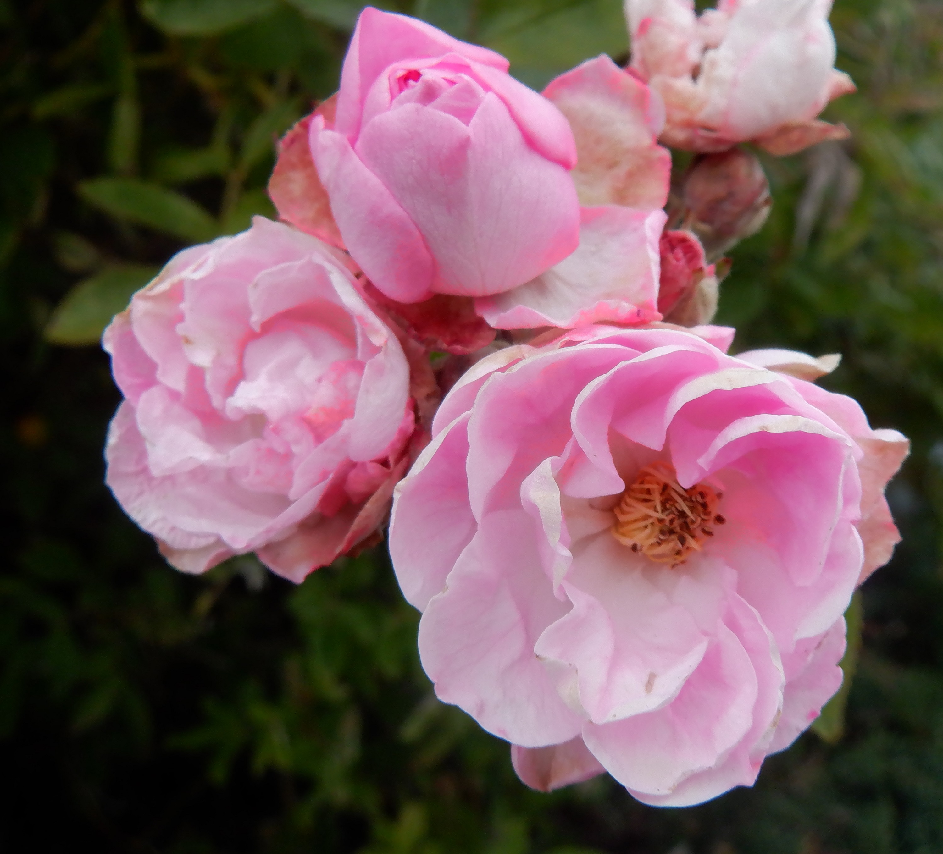 photo taken by me