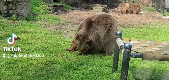 Bear inside of a zoo in Independence Kansas attempting to escape 