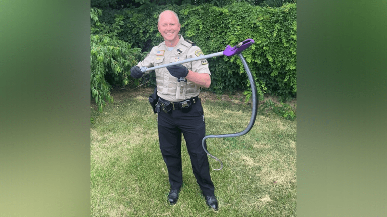 An animal control officer with a four foot snake in Stafford County Virginia An animal control officer with a four foot snake in Stafford County Virginia