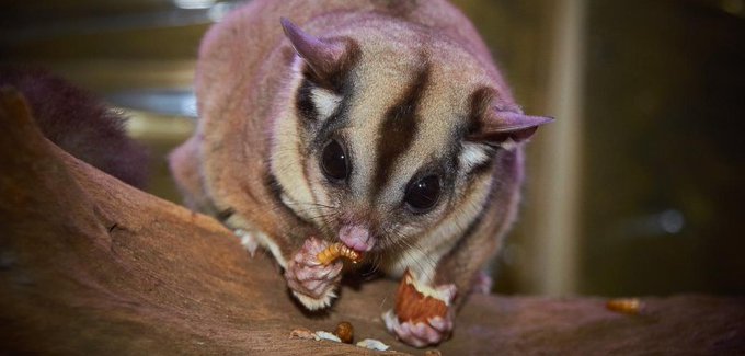 Sugar glider enters an airplane in Shanghai Airport in China Sugar glider enters an airplane in Shanghai Airport in China