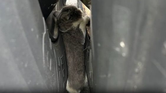 Kitten being rescued by Ohio State Highway Patrol officer in May 2024 Kitten being rescued by Ohio State Highway Patrol officer in May 2024